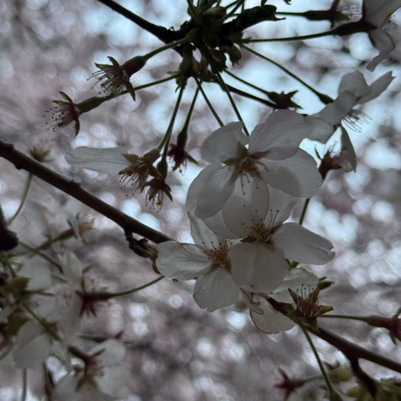 Meet your Posher - Picture 2 of 2